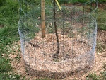 Plantation d'un arbre fruitier