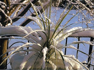 Plante sous la neige