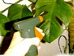 Plantes d'appartement en hiver