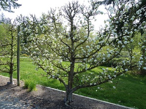 Poirier - Taille en espalier