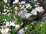 Pollinisation du pommier