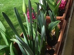 Pot�e de bulbes de printemps
