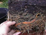 Rempoter les plantes d'appartement