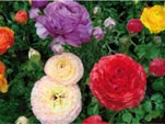Renoncules des fleuristes