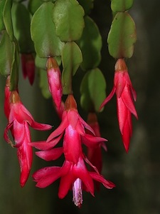 Rhipsalidopsis gaertneri - Suspension