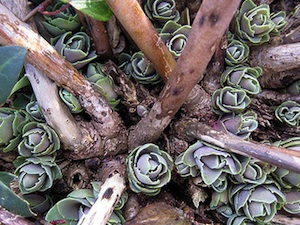 Sedum spectabile - nouvelles pousses, février