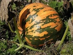 Semis et culture des courges et coloquintes