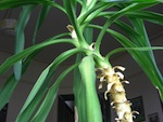 Soignez votre yucca