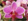 Orchid�e papillon