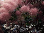 Cotinus