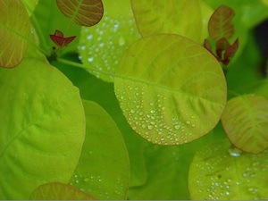 Cotinus coggyria 'Golden Spirit'