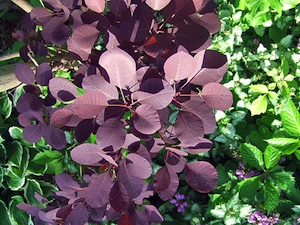 Cotinus coggyria 'Royal Purple'