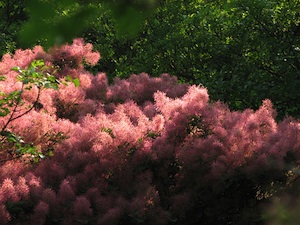 Cotinus coggyria