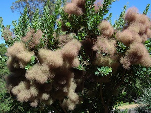 Cotinus