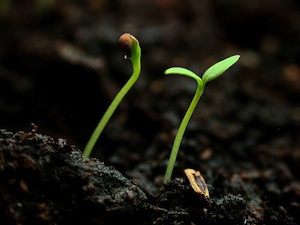 Germination
