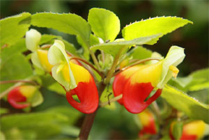 Impatiens niamniamensis