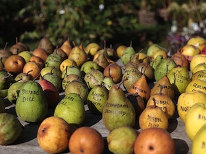 Variétés anciennes de pommes et poires