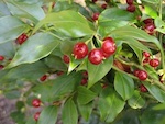 Sarcococca