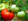 Tomates
