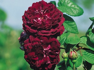 'Cardinal de Richelieu'
