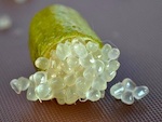 D�couvrez le citron caviar