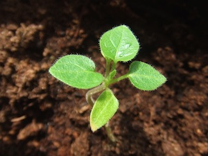 Cyphomandra betacea - Jeune plant issu de semis