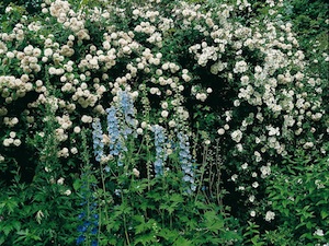 'Félicité et Perpétue'