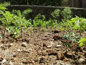 Fenouil et tomate, cohabitation difficile ?