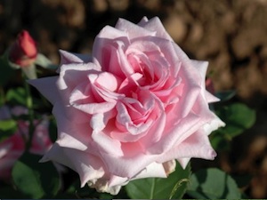Rose 'La France' (Guillot)