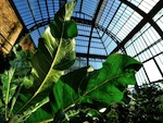 Red�couvrez les grandes serres du Jardin des Plantes