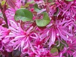 Loropetalum