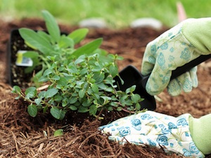 Paillis (ou mulch) : comment choisir ?