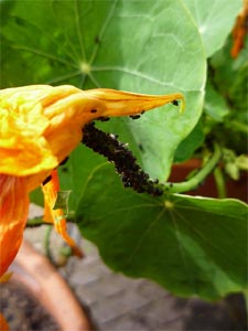 Pucerons sur fleurs de capucine