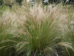 Stipa tenuifolia