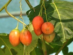 Tomate en arbre