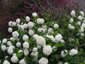 Viburnum opulus