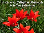 Visite de la Collection Nationale de Tulipes Botaniques