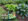 Rosier et plantes vivaces