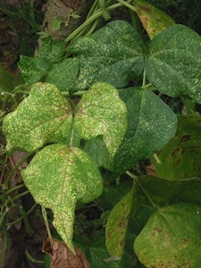 Dégâts d'araignées rouges sur feuilles de haricot