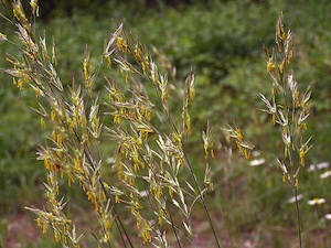 Graminées en fleur