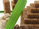 Les plantes � sucre