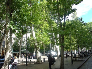 Alignements de platanes en ville