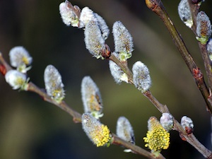 Chatons de saule