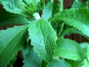 Stevia rebaudiana
