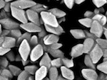 Bacillus thuringiensis : un alli� au jardin bio