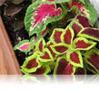 Coleus