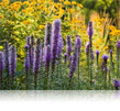 Liatris spicata
