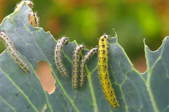 Chenilles d�vorant une feuille de chou