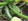 Courgette