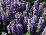Ajuga